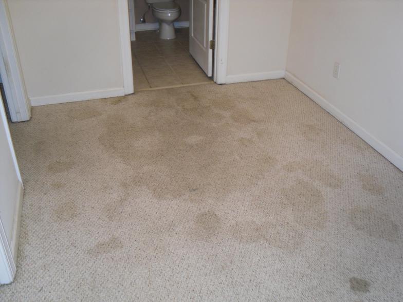 Carpet Stains Before & After Pictures