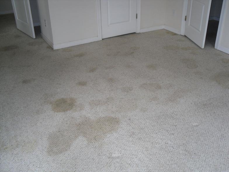 Carpet Stains Before & After Pictures